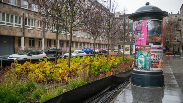 Chronimy rośliny na zimę w Łodzi. Zobacz, co pomoże im przetrwać [ZDJĘCIA] 