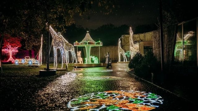 Grudzień pełen magii! Wybierz się na spacer do Parku Miliona Świateł w Orientarium Zoo Łódź 
