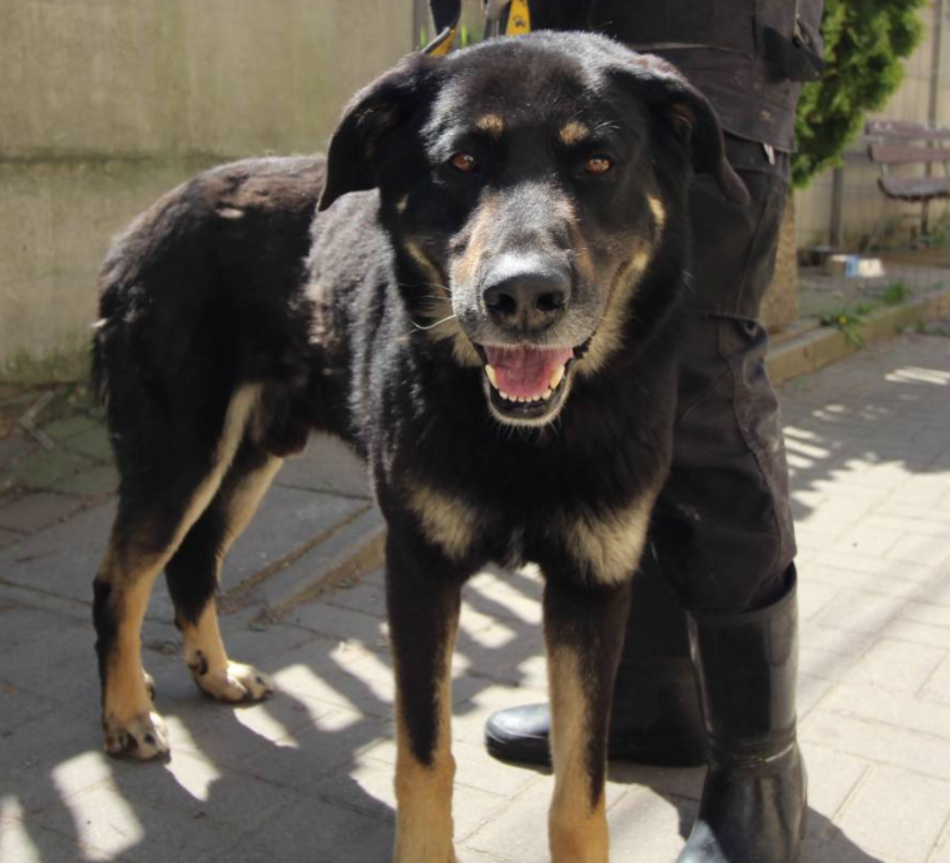 Łódź. Kto polubi Porto ze schroniska w Łodzi? Ten piesek jest tam zdecydowanie za długo!