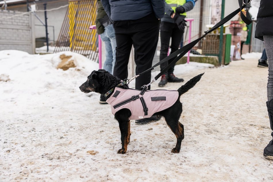 Łódź. Psy ze schroniska w Łodzi znów na spacerze! Dla tych wesołych pyszczków aż chce się chodzić!