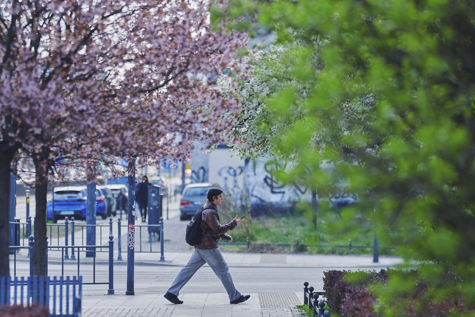 Łódź. Wiosna zagościła na skwerze przy Narutowicza i Sienkiewicza. Przyroda w Łodzi zachwyca!