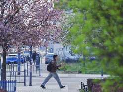 Łódź. Wiosna zagościła na skwerze przy Narutowicza i Sienkiewicza. Przyroda w Łodzi zachwyca!