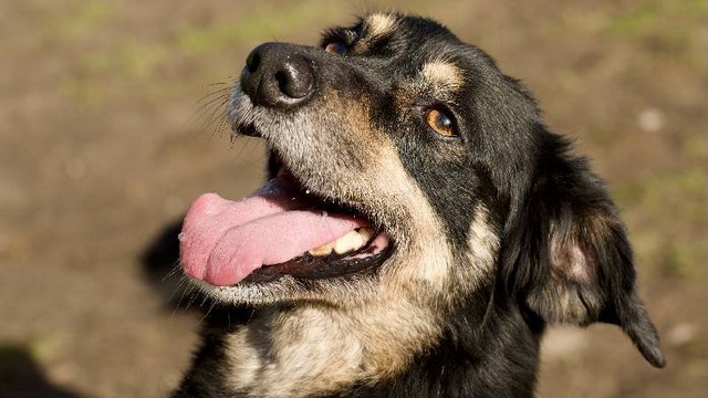 Miki ze schroniska w Łodzi to wspaniały psi przyjaciel. Pomóż mu znaleźć dom! [ZDJĘCIA]