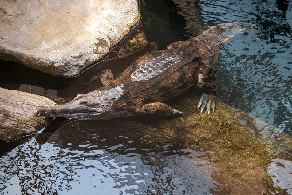  Orientarium Zoo Łódź