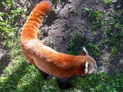 Dzień pandy małej w Orientarium Zoo Łódź