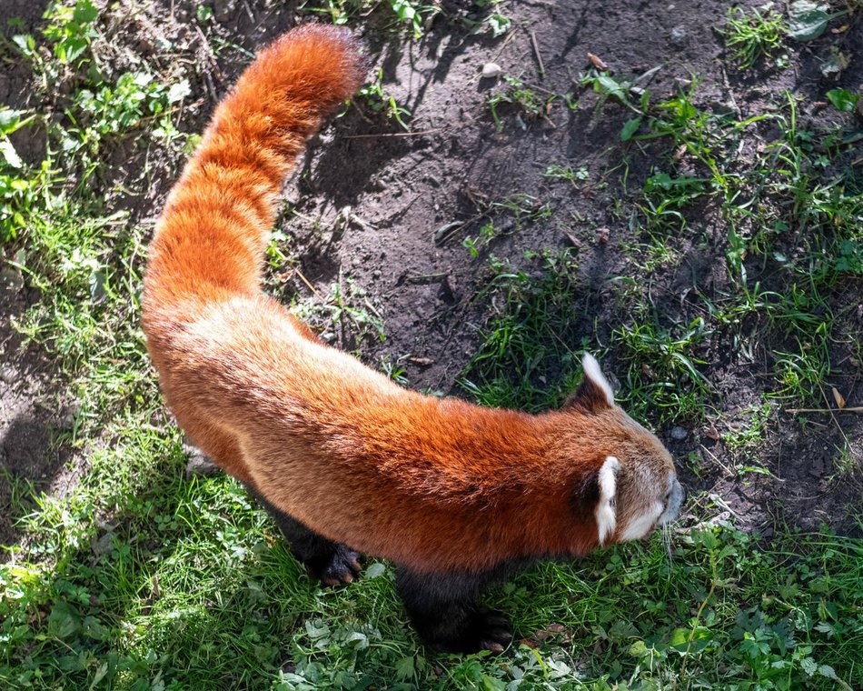 Dzień pandy małej w Orientarium Zoo Łódź