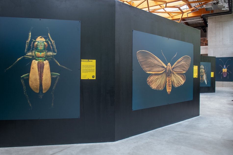 Wyjątkowa wystawa owadów już na majówkę w Orientarium Zoo Łódź