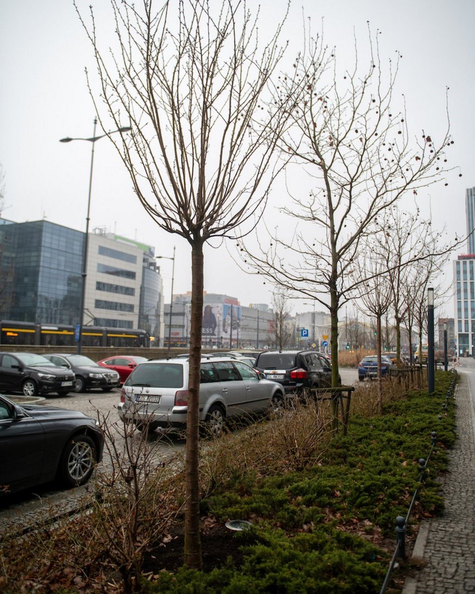 Łódź. Różowa aleja w centrum. Przy Piłsudskiego trwają nasadzenia wiśni japońskich