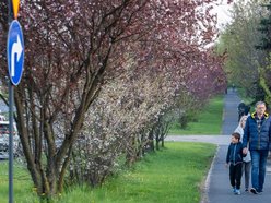 Aleja Jana Pawła tonie w kwiatach. Drzewa przy arterii kwitną na całego!