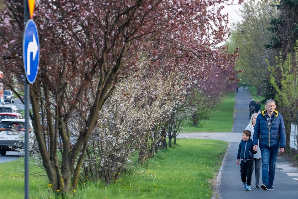 Aleja Jana Pawła tonie w kwiatach. Drzewa przy arterii kwitną na całego!