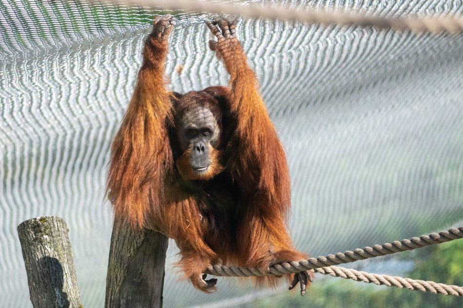 Orangutany hasają już na dworze! Nowy wybieg dla zwierzaków w Orientarium Zoo Łódź