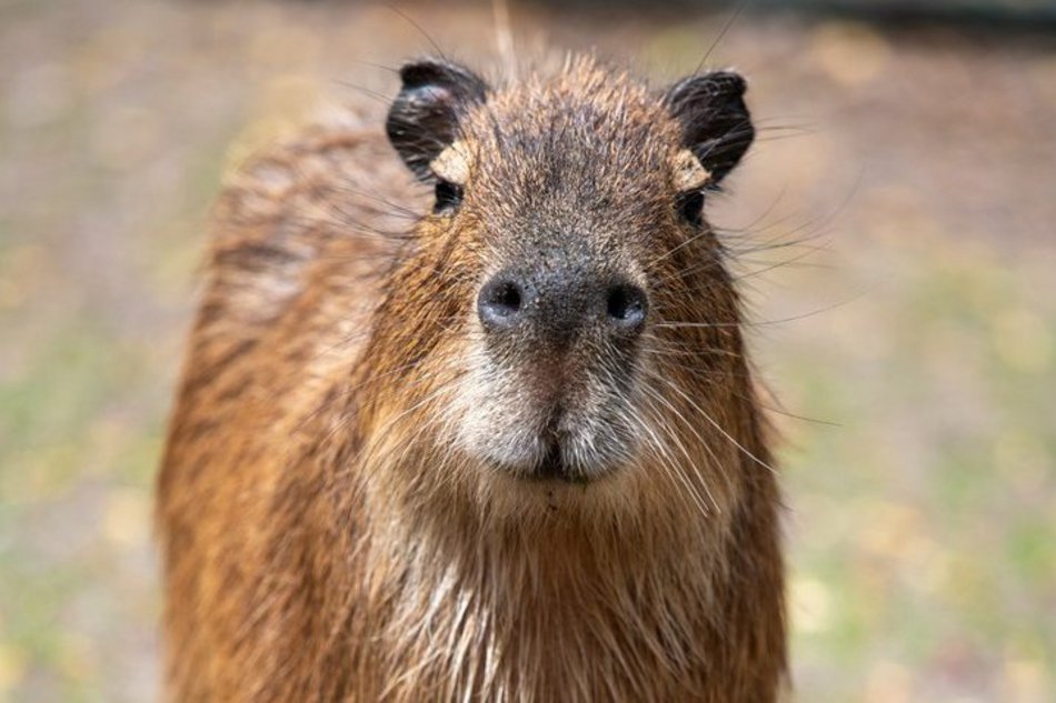 Łódź. Zlot Fanów Kapibary w Orientarium Zoo Łódź i Aquaparku Fala! Tego jeszcze w Polsce nie było!