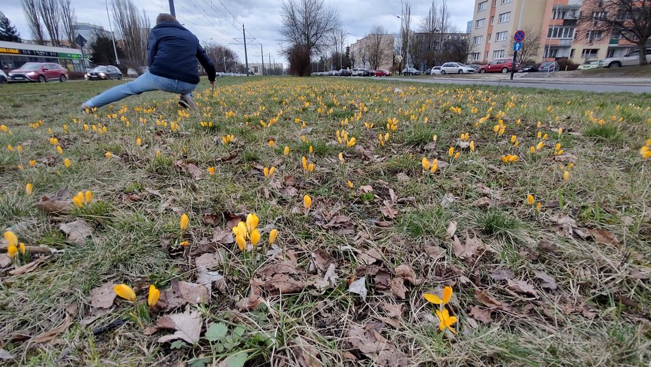 Krokusy przy al. Wyszyńskiego