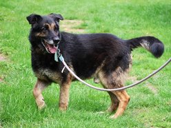 Łódź. Astro jest w schronisku w Łodzi zdecydowanie za długo. Podaruj mu godną starość!