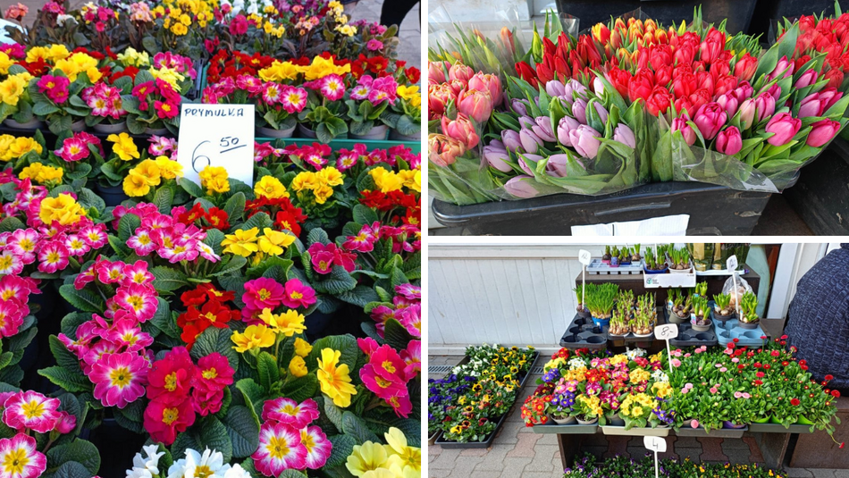 Łódź. Ceny kwiatów w Łodzi. Rynki, stragany, kwiaciarnie i supermarkety