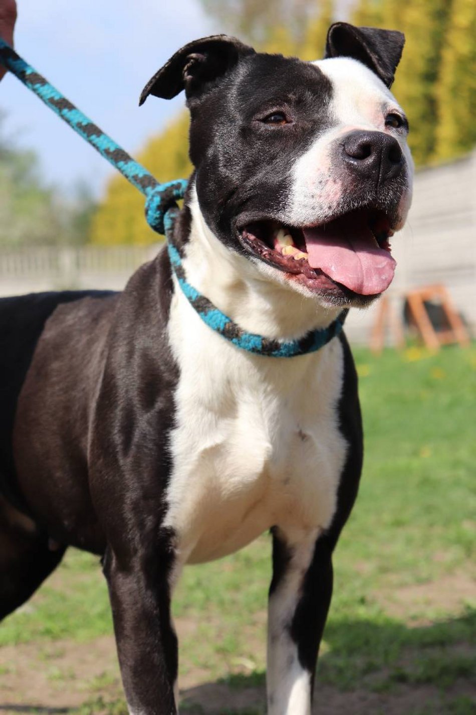 Łódź. Lulu ze schroniska w Łodzi to otwarty i kontaktowy psiak. Podaruj jej nowy dom!