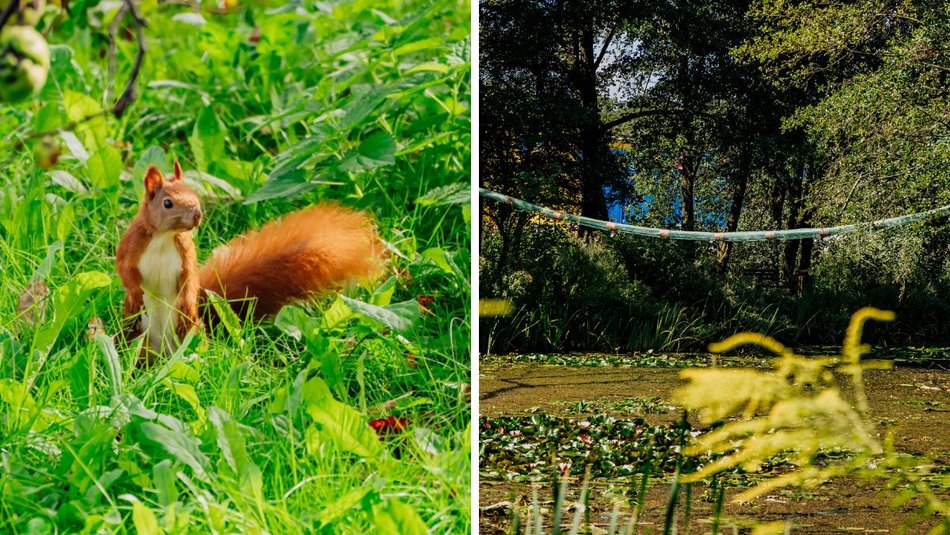 Łódź. Wiewiórki w Łodzi przygotowują się na zimę. Sprawdź, jak im w tym pomóc