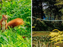 Łódź. Wiewiórki w Łodzi przygotowują się na zimę. Sprawdź, jak im w tym pomóc