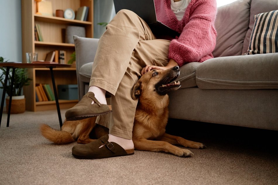 Łódź. Startup z Łodzi jednym z najlepszych w Polsce. Czym jest Animalhotels?