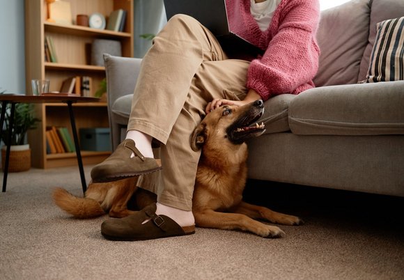 Łódź. Startup z Łodzi jednym z najlepszych w Polsce. Czym jest Animalhotels?