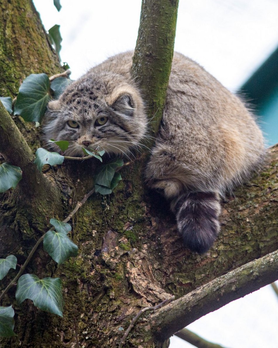 Manul w Orientarium Zoo Łódź
