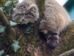 Manul w Orientarium Zoo Łódź