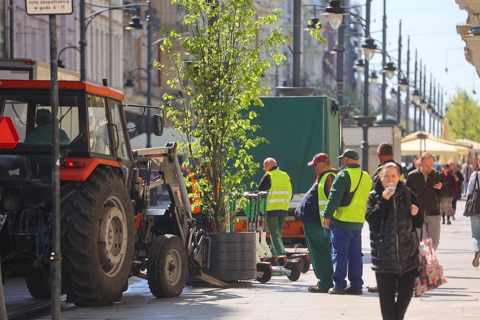 Nowe drzewa przy Zielonej w Łodzi. Zobacz, jak stawiali wielkie donice