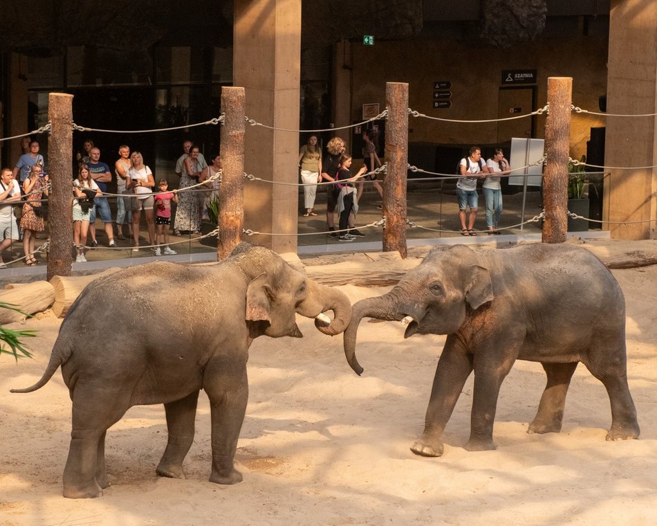 ogród zoologiczny