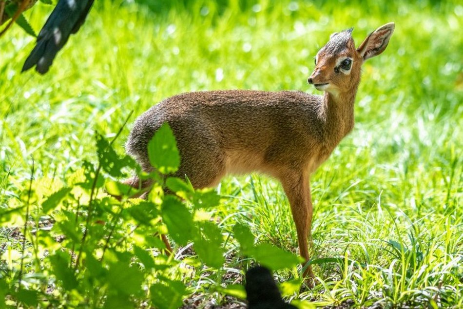 Nowe maleństwa w Orientarium Zoo Łódź. Zobacz, jak radzą sobie w nowych warunkach