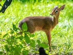 Nowe maleństwa w Orientarium Zoo Łódź. Zobacz, jak radzą sobie w nowych warunkach