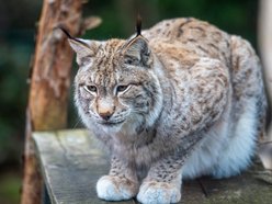 Ryś euroazjatycki w Orientarium Zoo Łódź