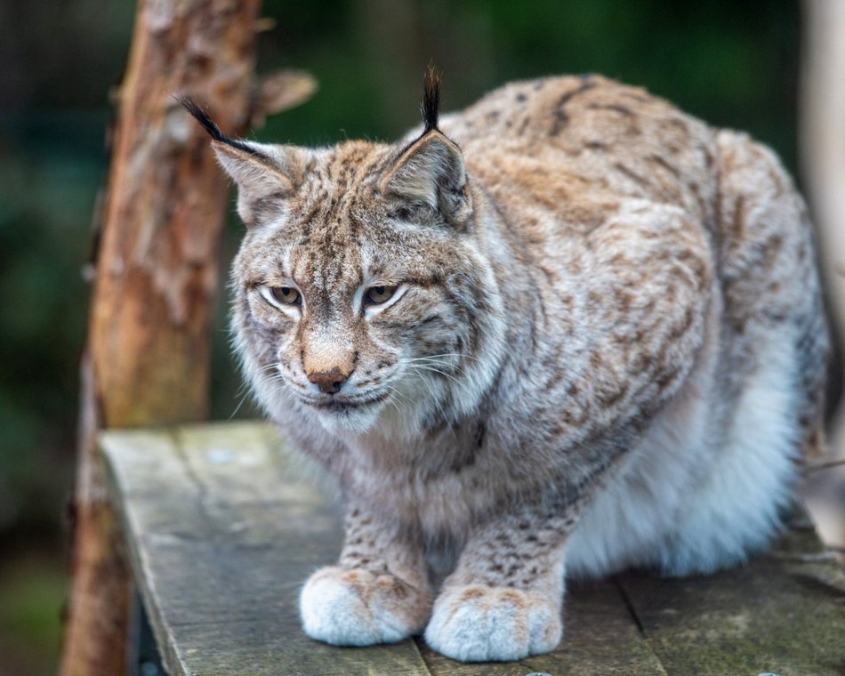 Ryś euroazjatycki w Orientarium Zoo Łódź