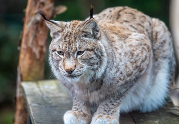 Ryś euroazjatycki w Orientarium Zoo Łódź