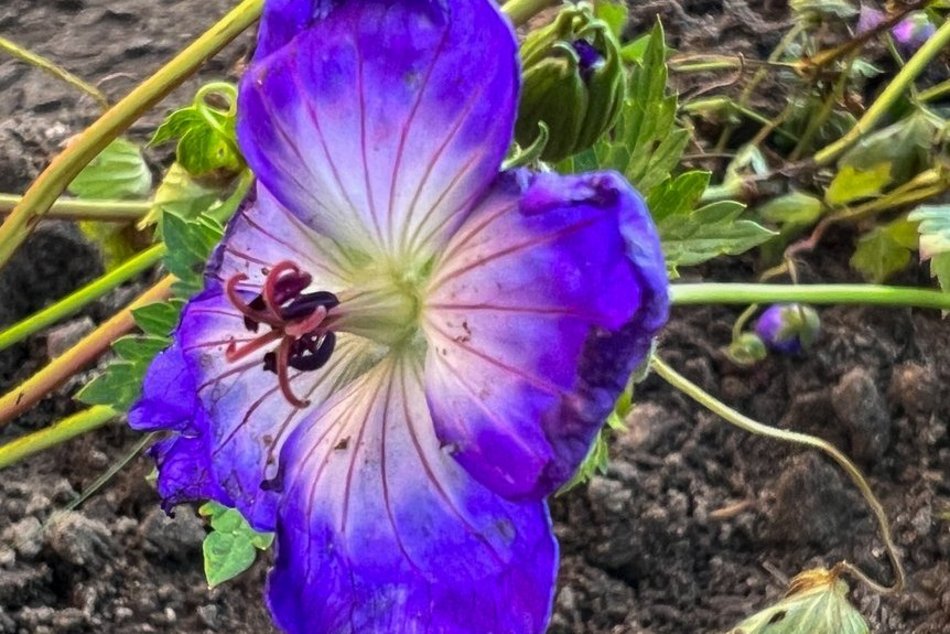 Nowy zieleniec przy Sass-Zdort, tuż przy Bibliotece Tuvim