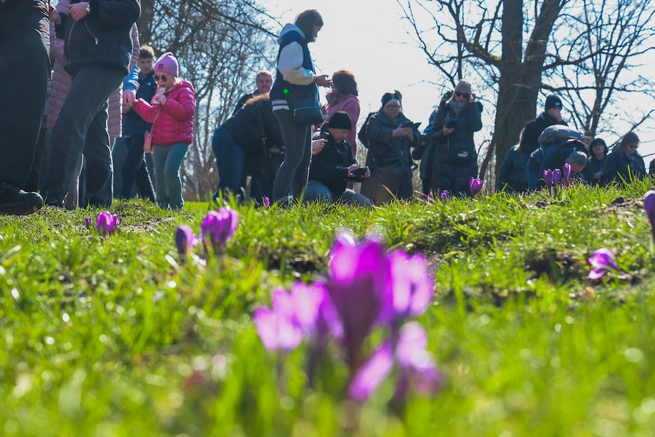 Łódź. W Ogrodzie Botanicznym wiosna w pełni! Przebiśniegi i krokusy zachwycają