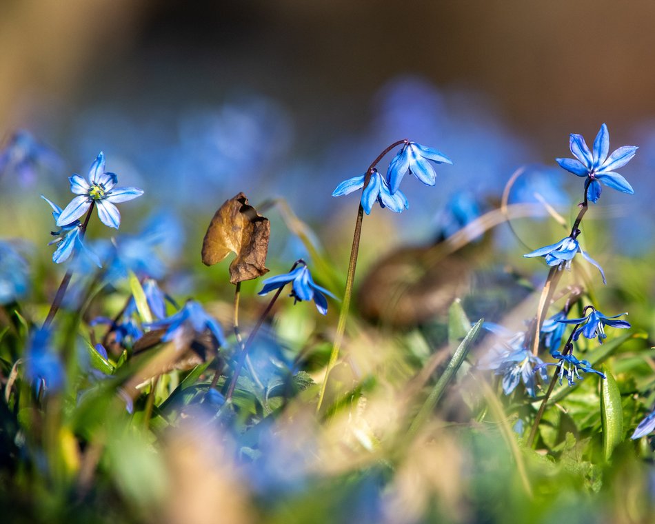 Łódź. Park Klepacza w Łodzi kwitnie wiosną… na niebiesko!