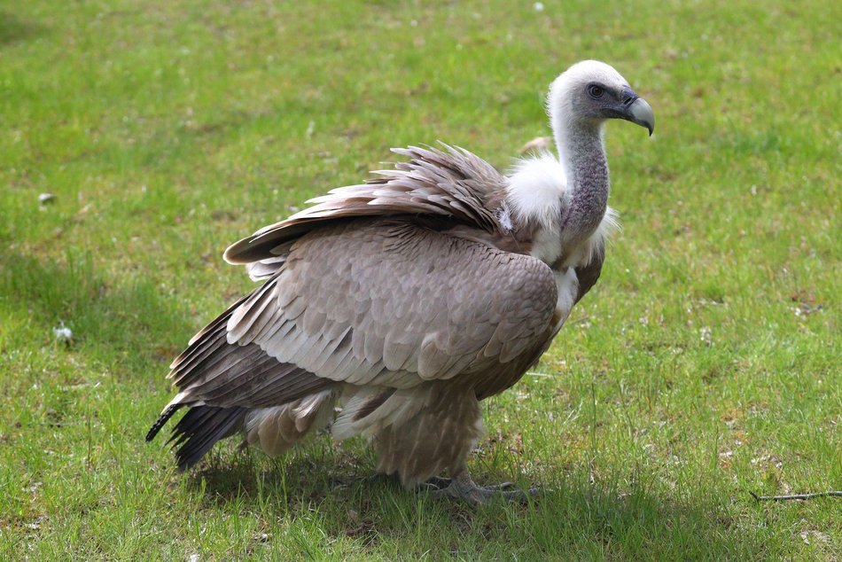 Sępy w Orientarium Zoo Łódź