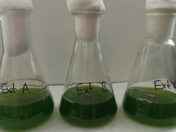 Łódź. Bioreaktor na Politechnice Łódzkiej. Czy mikroglony z rzek i stawów w Łodzi uratują nasze powietrze?