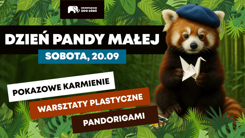 Łódź. Dzień Pandy Małej w Orientarium Zoo Łódź. Warsztaty, quiz, gry i pokazowe karmienie