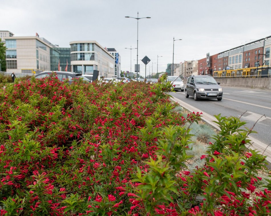 Łódź. Kwiaty przy al. Piłsudskiego w Łodzi