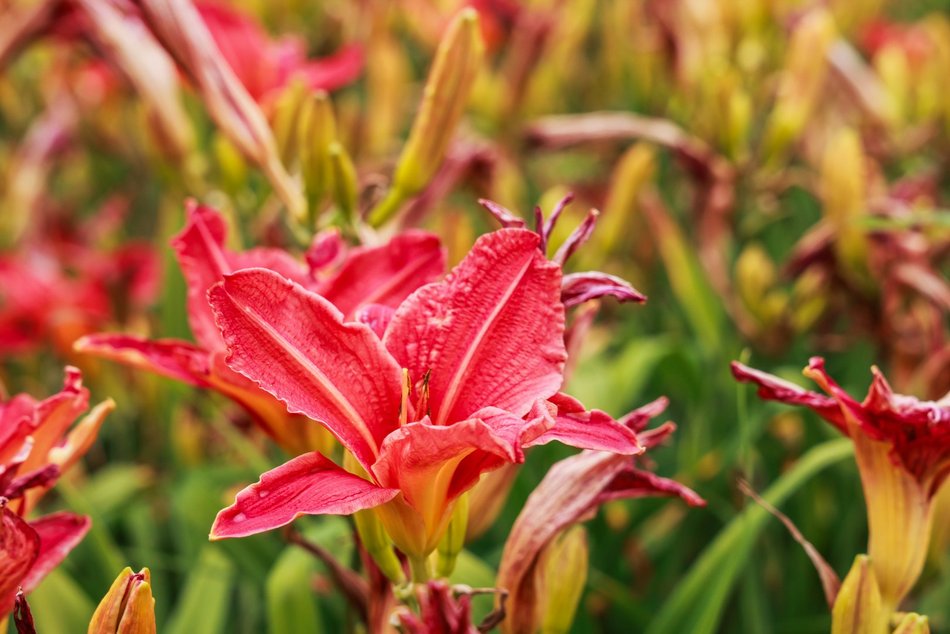 Łódź. Liliowce zachwycają w Ogrodzie Botanicznym w Łodzi. Widok zapierający dech!