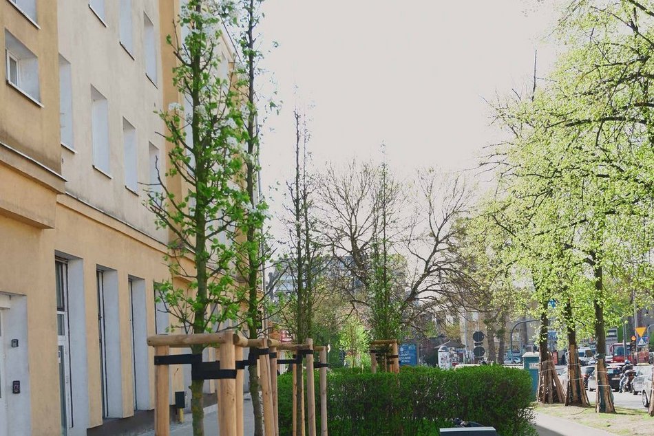 Łódź. Zielona rewolucja na Lutomierskiej w Łodzi. Posadzili ponad 20 nowych drzew!
