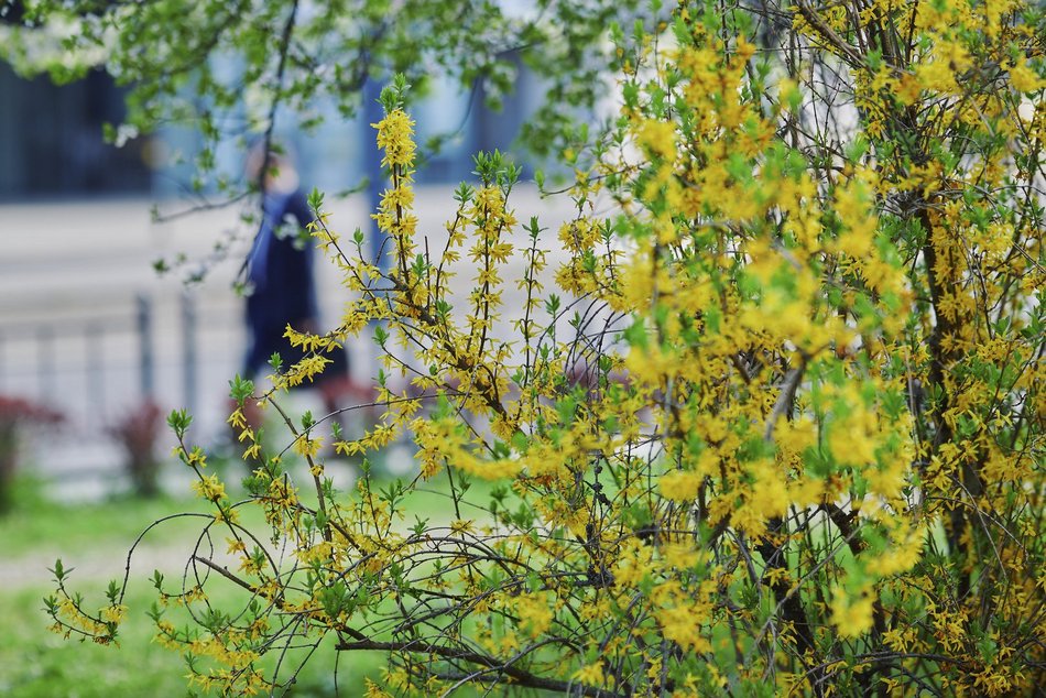 Łódź. Wiosna zagościła na skwerze przy Narutowicza i Sienkiewicza. Przyroda w Łodzi zachwyca!