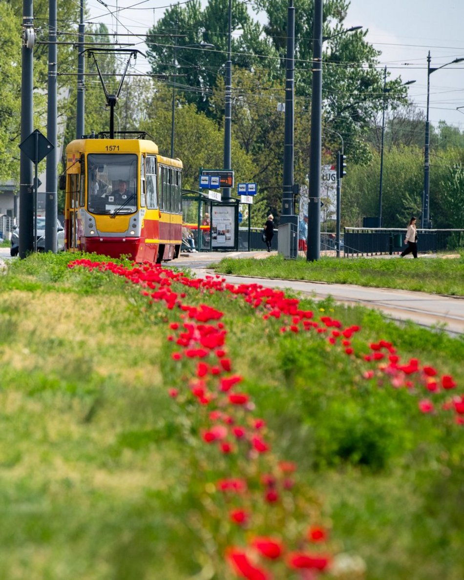 Łódź. Szpaler tulipanów na Piłsudskiego w Łodzi. Podróż tamtędy to uczta dla oczu