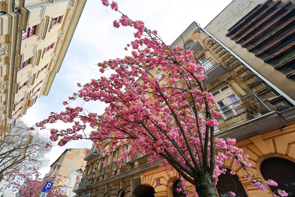 Przepiękne wiśnie kwitną na woonerfie Traugutta