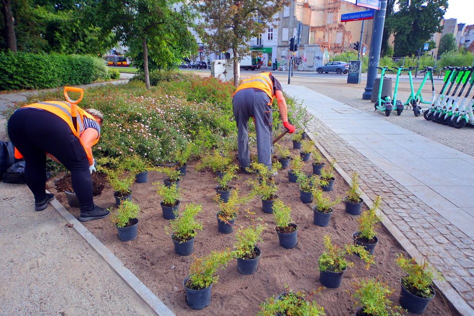 Łódź. Kolorowy bez opanował Park Moniuszki w Łodzi! Szykuje się fioletowo-biała wiosna!