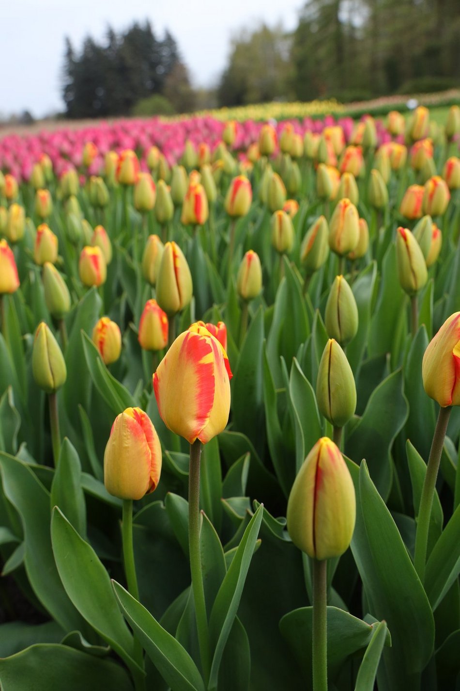 Ponad 50 tys. tulipanów możemy zobaczyć w Ogrodzie Botanicznym w Łodzi!