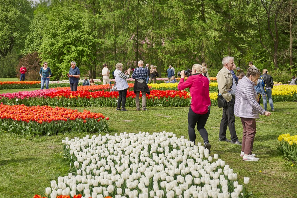 Kwitnące tulipany w Ogrodzie Botanicznym w Łodzi