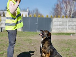Skubi czeka w schronisku w Łodzi na dobrych właścicieli. Może to ty?