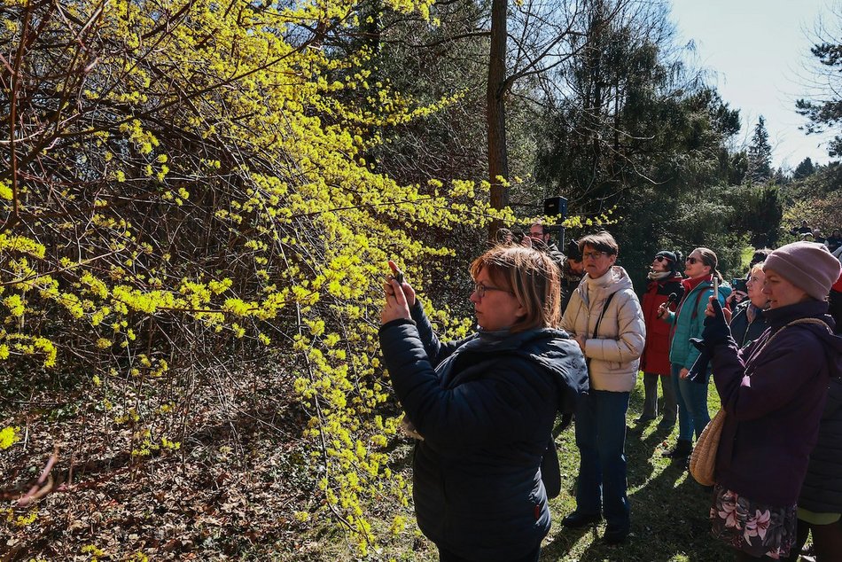 Łódź. W Ogrodzie Botanicznym wiosna w pełni! Przebiśniegi i krokusy zachwycają